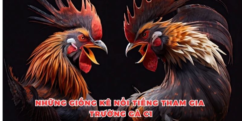 Những giống kê nổi tiếng tham gia trường gà C1