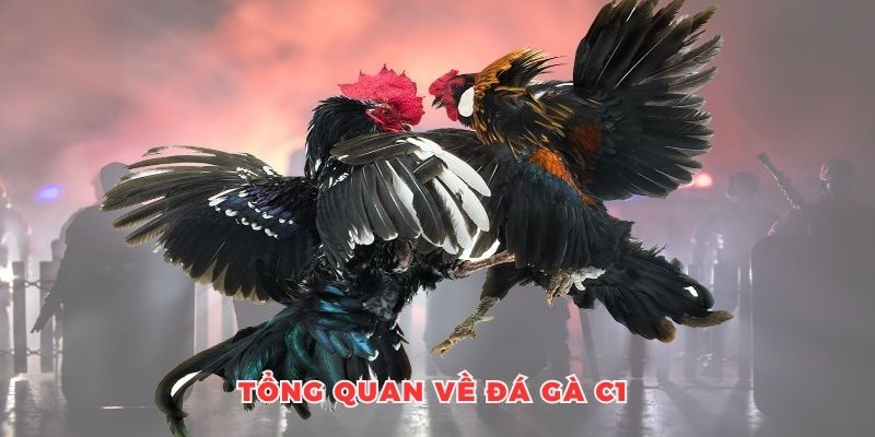 Tổng quan về đá gà C1