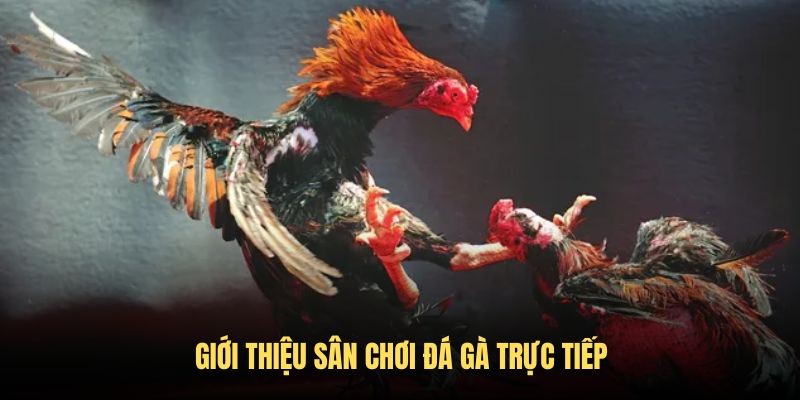 Giới thiệu về sân chơi đá gà trực tiếp ABC8