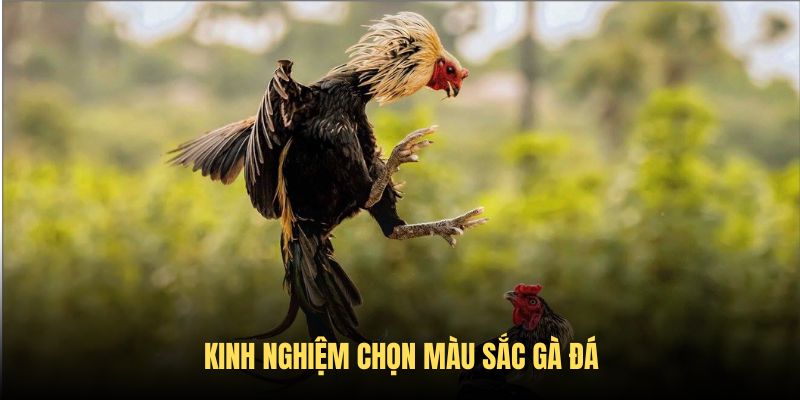 Kinh nghiệm chơi đá gà chọn màu sắc gà đá