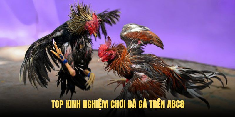 Top kinh nghiệm chơi đá gà tại nhà cái 